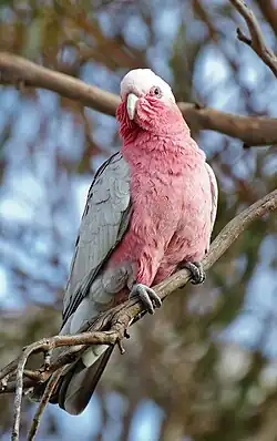 male