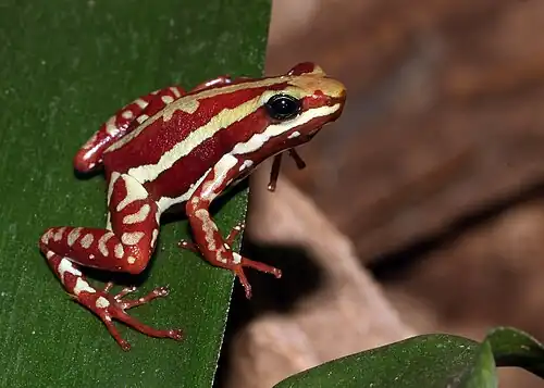 Image 1 Phantasmal poison frog Photograph: H. Krisp The phantasmal poison frog (Epipedobates tricolor) is a species of poison dart frog endemic to Ecuador. First described by George Albert Boulenger in 1899, this endangered species is found only in rainforests on the slopes of the Andes. More selected pictures