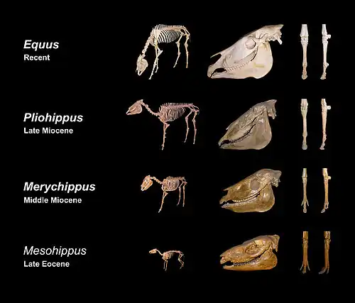 Image 26Skeletal evolution (from Evolution of the horse)