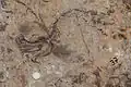 Crinoid at the São Bento Jurassic Beach site