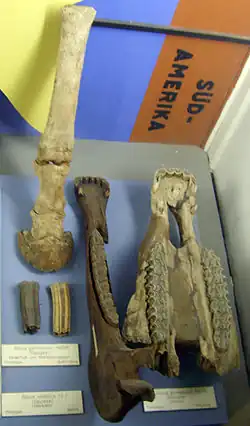 Image 19Equus caballus germanicus front leg, teeth and upper jaw at the Museum für Naturkunde, Berlin (from Domestication of the horse)