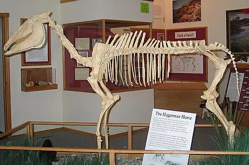 Image 32Mounted skeleton of Hagerman horse (Equus simplicidens) (from Evolution of the horse)