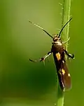 Top view, Kota, Karnataka, India
