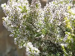Erica arborea, inflorescence detail, (Ericaceae)