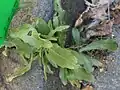 Lower leaves leaves somewhat wavy-edged