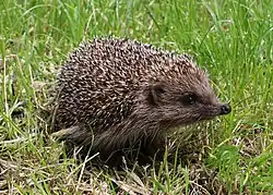 Northern white-breasted hedgehog