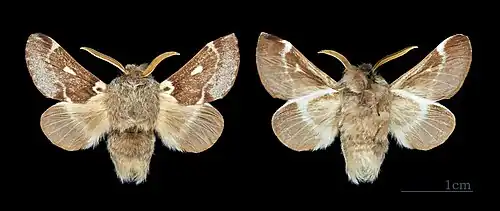 Adult male