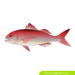 Lutjanidae Etelis carbunculus