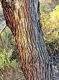 Trunk bark