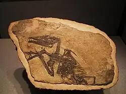 Eudimorphodon