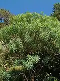 Vegetative part