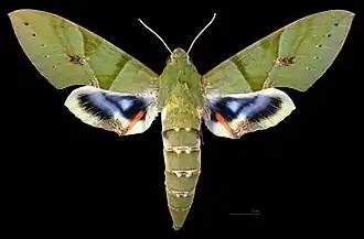 Female dorsal