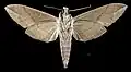 E. s. licaon Male - ventral view