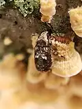 Euparius paganus, Delaware