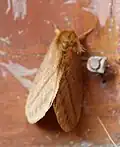 Eupterotinae sp.