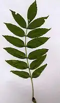 Ash leaf