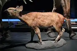 Image 21Restoration of Eurohippus parvulus, a mid- to late Eocene equid of Europe (Museum für Naturkunde, Berlin) (from Evolution of the horse)