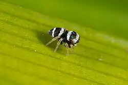 Dorsal side