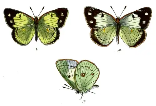 Dorsal view