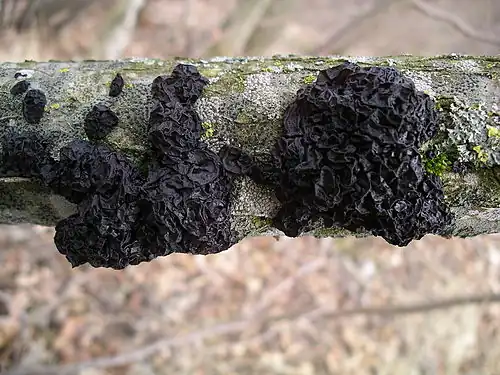 Exidia nigricans