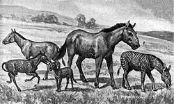 Image 18Extinct equids restored to scale. Left to right: Mesohippus, Neohipparion, Eohippus, Equus scotti and Hypohippus. (from Evolution of the horse)