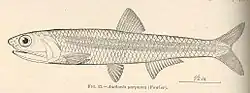 Illustration of "Encrasicholina purpurea", formerly "Anchovia purpurea"