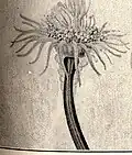 Hybocodon prolifer