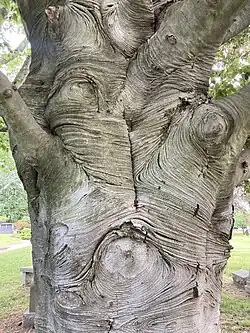 European beech bark