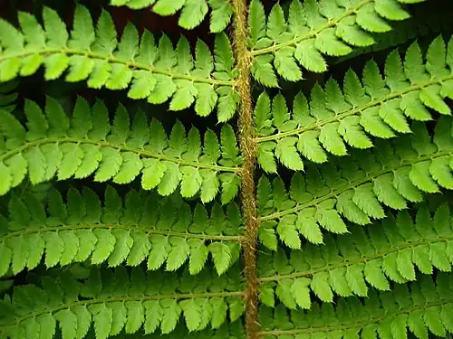 Fern rachis with alternating 'pinnae', rachillae with attached leaflets