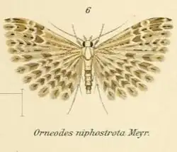 Alucita niphostrota