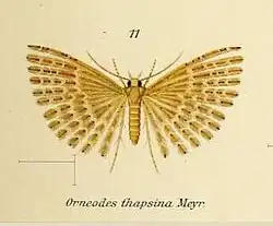 Alucita thapsina