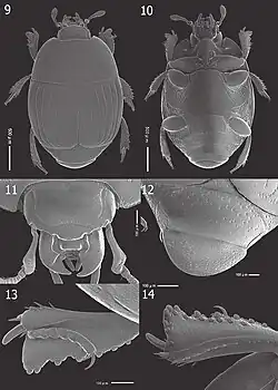 Atholus coelestis