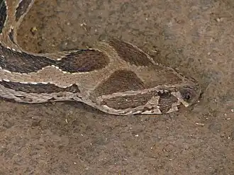 Head