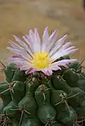 Pink flower form