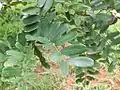 leaves
