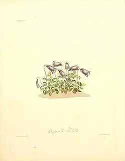 Illustration by Margaret Roscoe
