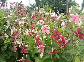 Flowers in morning