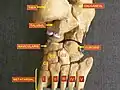Foot bones – tarsus, metatarsus