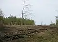 Forestry work north of Woorgreens Lake