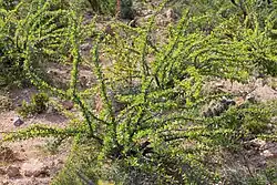 Plants with leaves