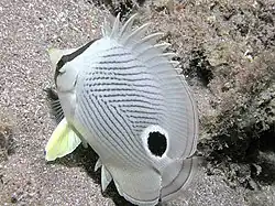 Image 50The foureye butterflyfish has a false eyespot on its sides, which can confuse prey and predators (from Coastal fish)