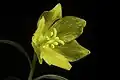 Yellow-flower form