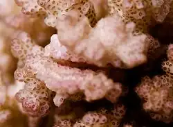 Scab due to a female of Cryptochiridae (probably Hapalocarcinus marsupialis)