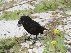 Male on Española