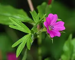 "flowers and foliage"