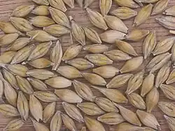 Barley