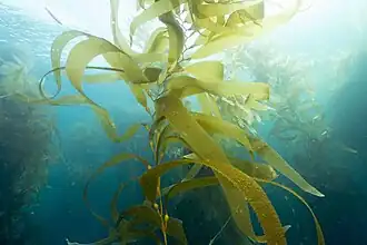 Giant kelp is technically a protist since it is not a true plant, yet it is multicellular and can grow to 50&nbsp;m (160&nbsp;ft).
