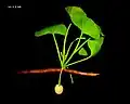 Extant G. biloba[52]