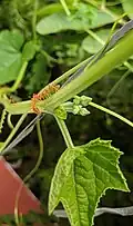 Extrafloral nectar glands[4] with Oecophylla smaragdina ants