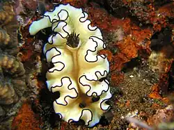 Doriprismatica atromarginata